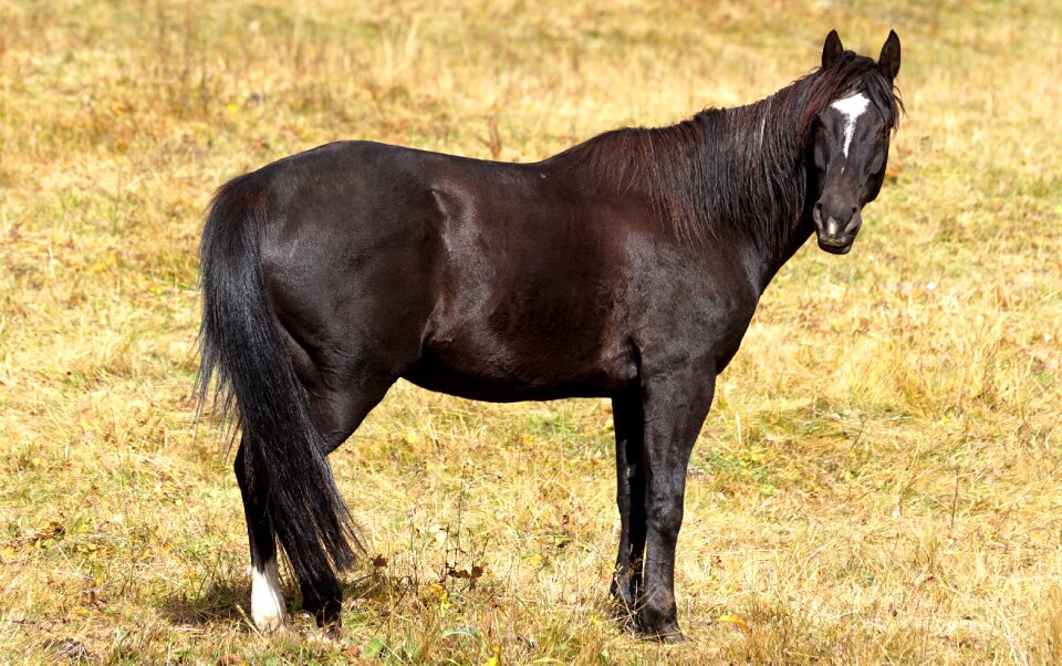 Pasture brown horse coupling