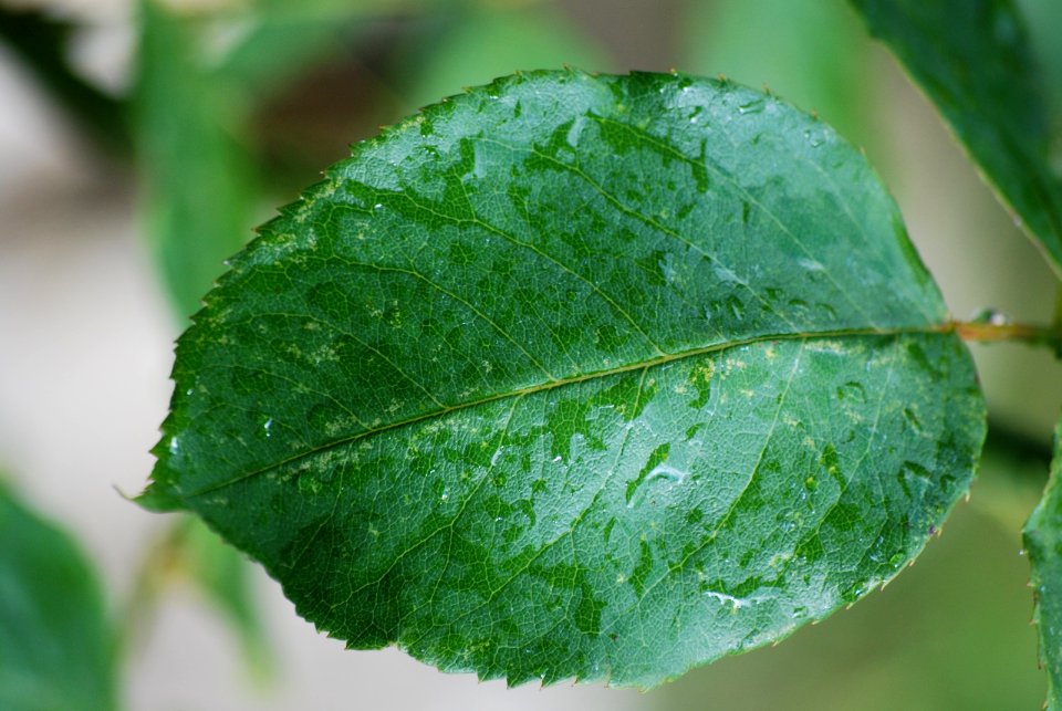 Leaf-water
