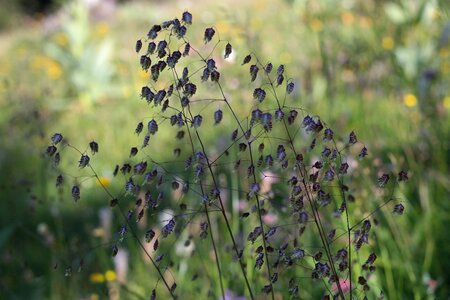 Ordinary licorice poaceae photo