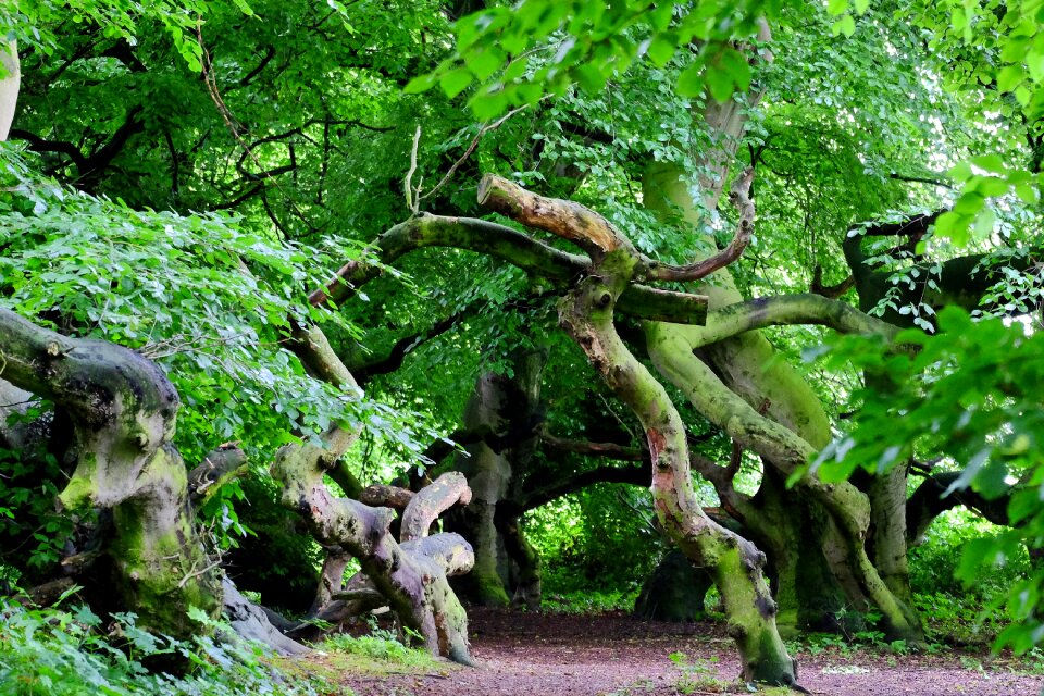 Book recovery forest path