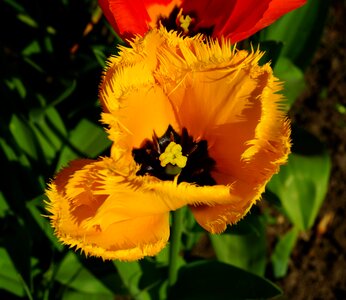 Tulip fransen yellow photo