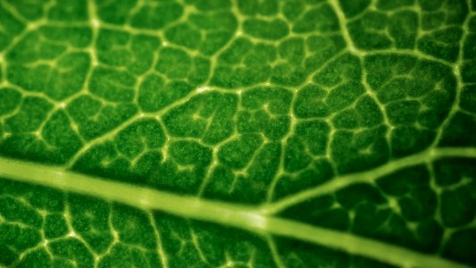 Leaf (155561975)
