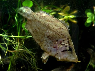 Leaf fish - California Academy of Sciences