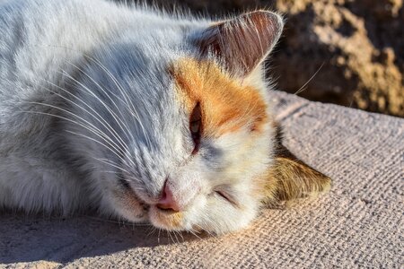 Enjoying sunshine cute