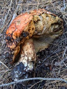 Leccinum manzanitae 61193907 photo