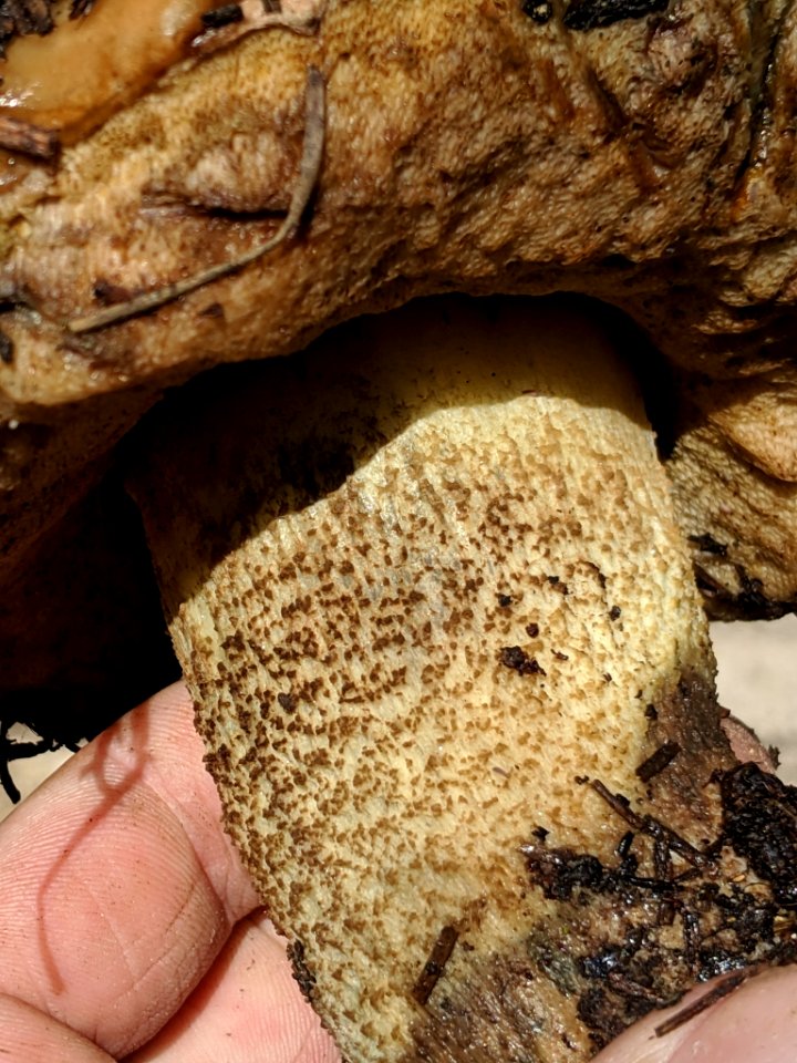 Leccinum manzanitae 31631983