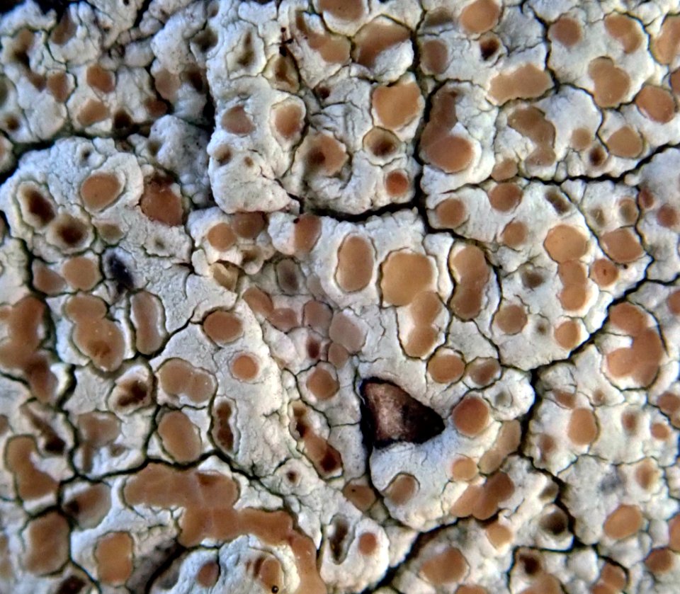 Lecanora kohu 123350349