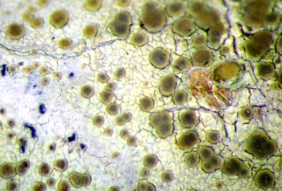 Lecanora carpinea 111545751