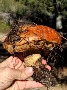 Leccinum manzanitae 31631981
