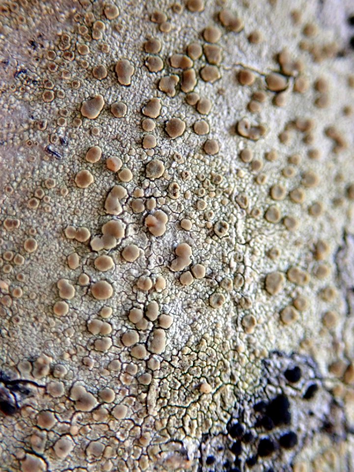 Lecanora carpinea 111545779