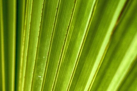 Circular tropical palm photo