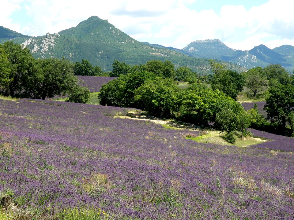 Le Poët-Sigillat Lavande
