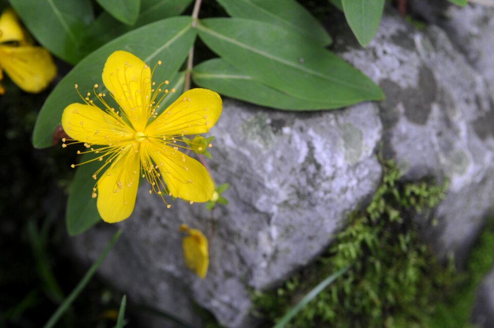 Bell flower natural plant