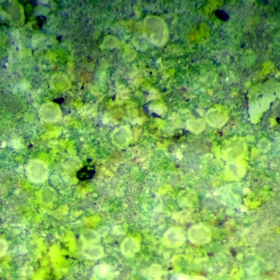 Lecania erysibe 81889972