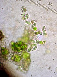 Lecania erysibe 81890093