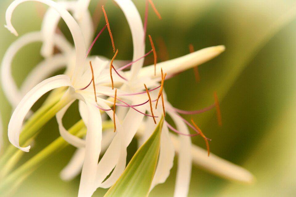 Nature plant bloom