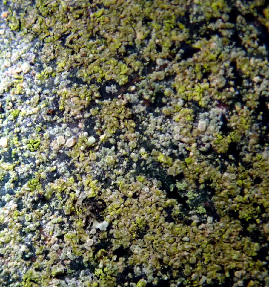 Lecania erysibe 80936709