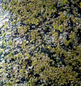 Lecania erysibe 80936709