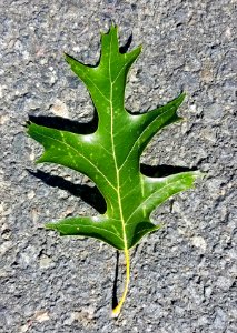 Leaf - Arlington, MA - 20200906 092555