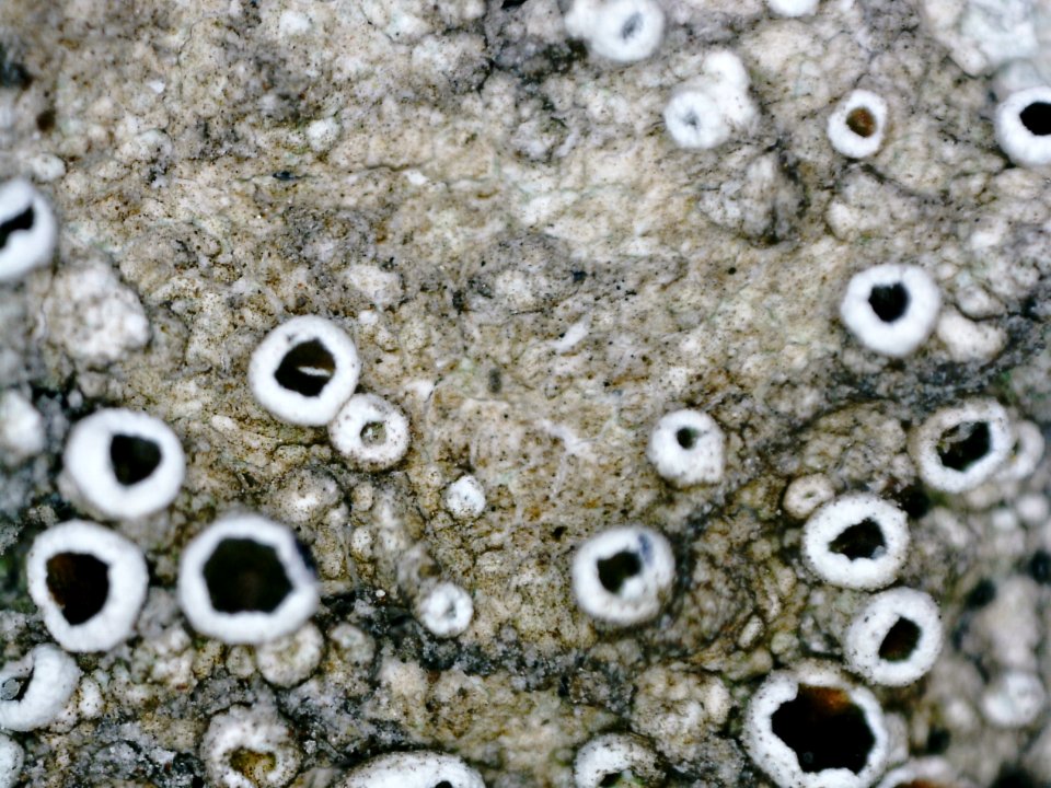 Lecanora allophana 101717266