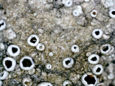 Lecanora allophana 101717266