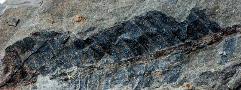 Leaf of the Lunz Flora