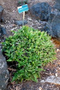 Ledebouria socialis - San Luis Obispo Botanical Garden - DSC06111