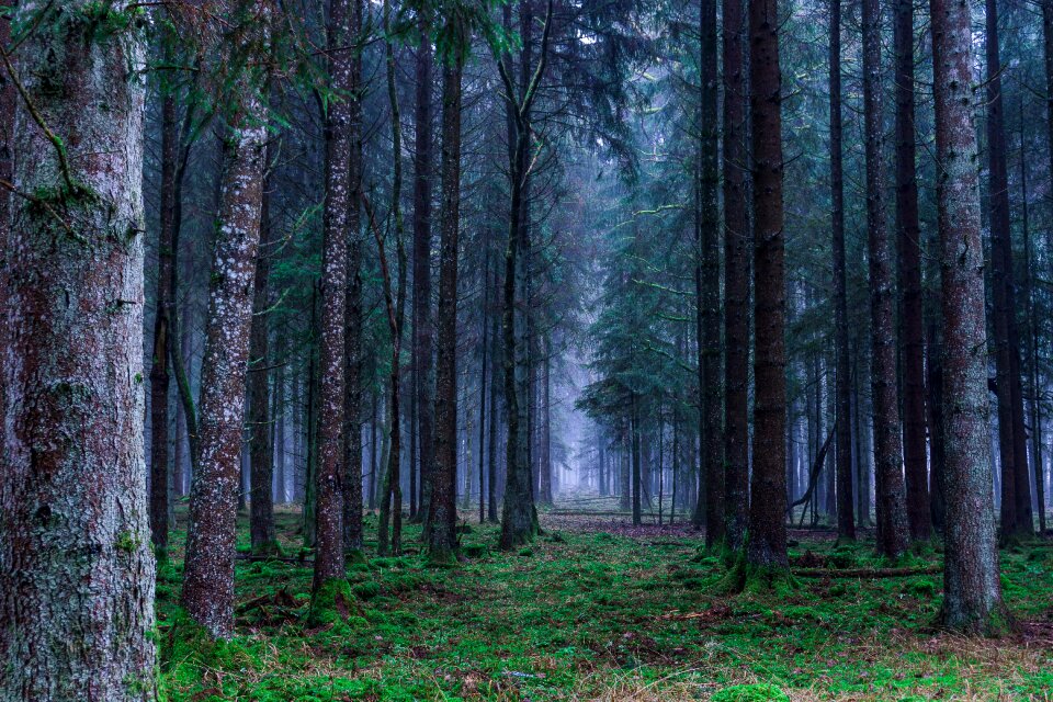 Trees germany nature