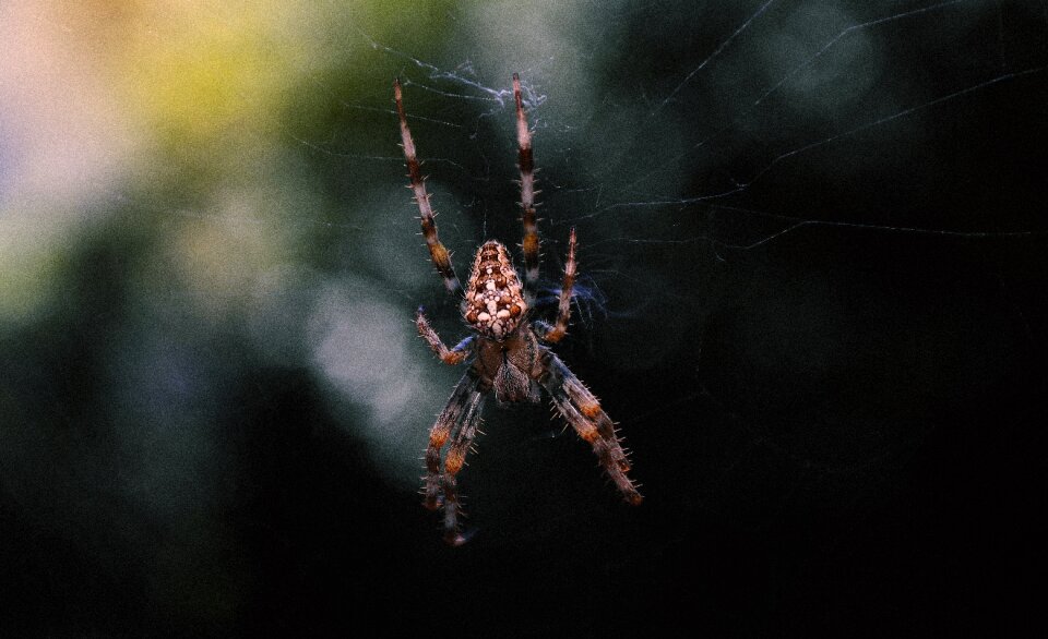 Insect arachnid cross