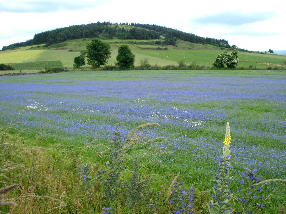Le Brignon (Haute-Loire, Fr), flowered landscape