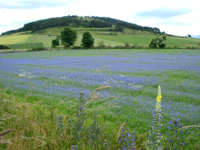 Le Brignon (Haute-Loire, Fr), flowered landscape