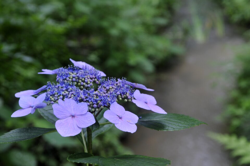 Viburnum natural plant