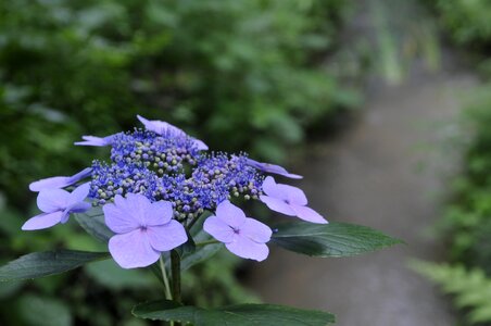 Viburnum natural plant