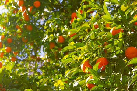Fruit citrus food