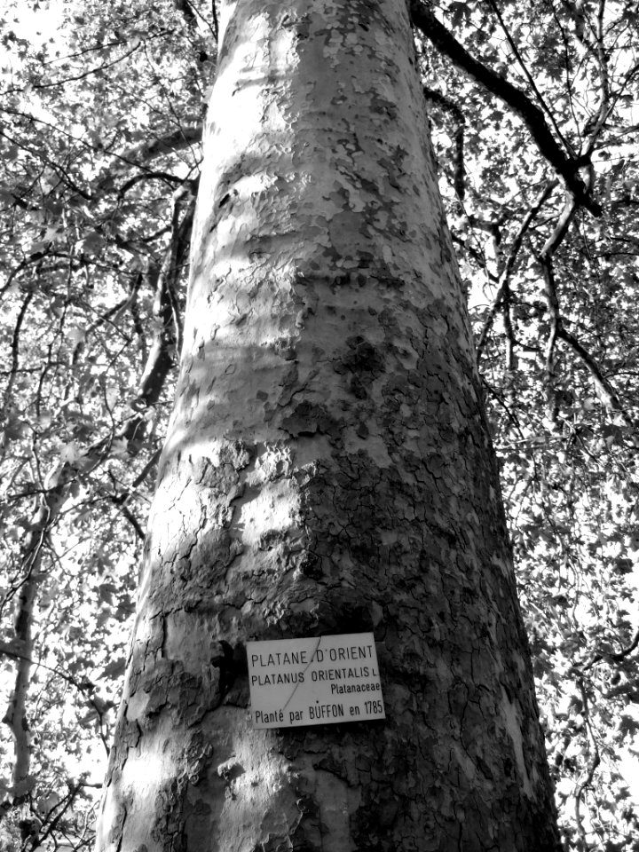 Le platane de Buffon1