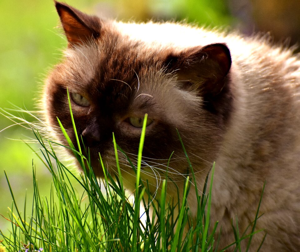 Thoroughbred fur domestic cat