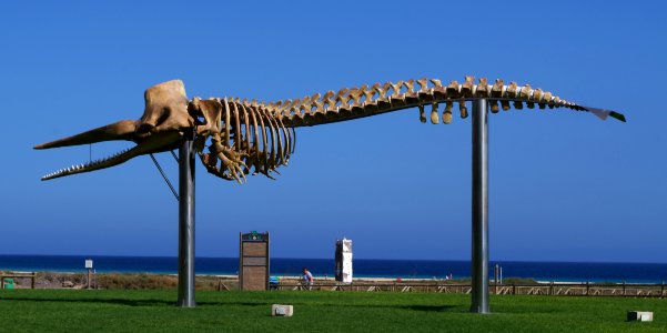 Le squelette de cachalot de Morro Jable