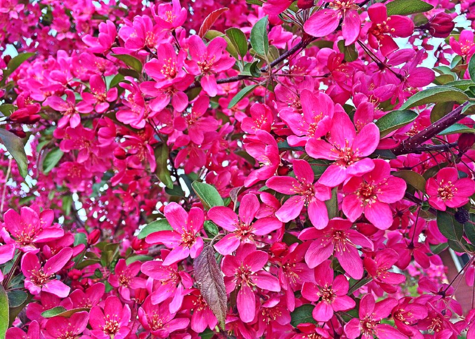 Color blossom pink spring photo