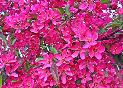 Color blossom pink spring