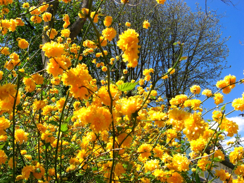 Le printemps éclate de jaune