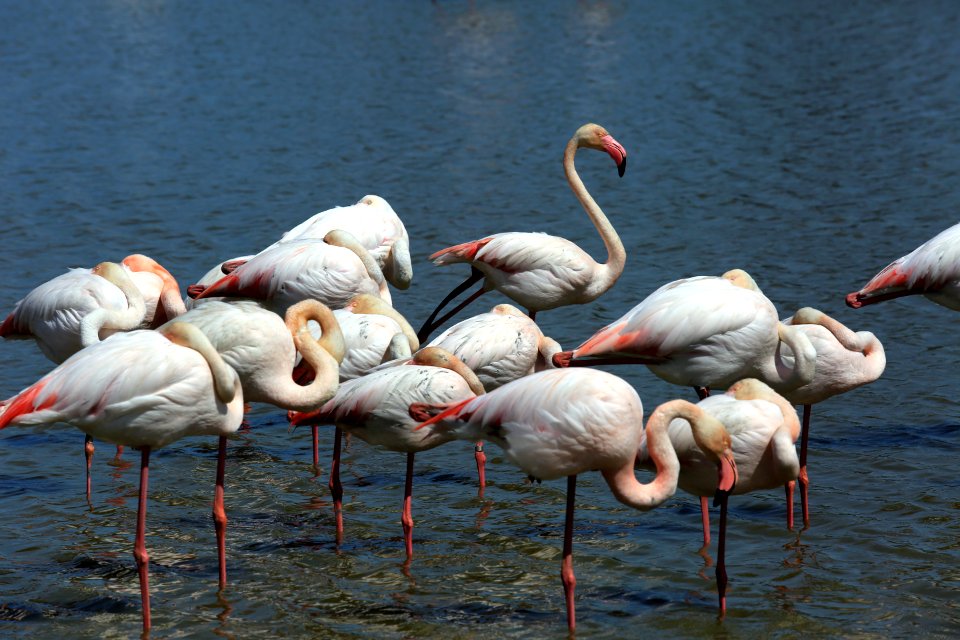 Le marais aux flamants roses