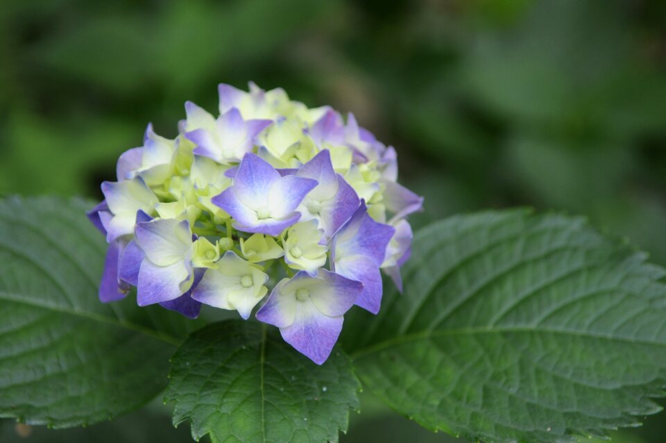 Viburnum natural plant