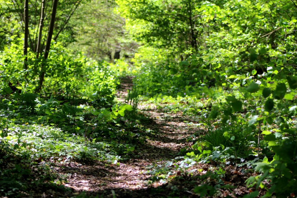 Le Petit Chemin (152598707)