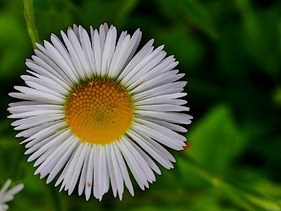 Lanzettblaettrige Aster RoscheiderhofH2a