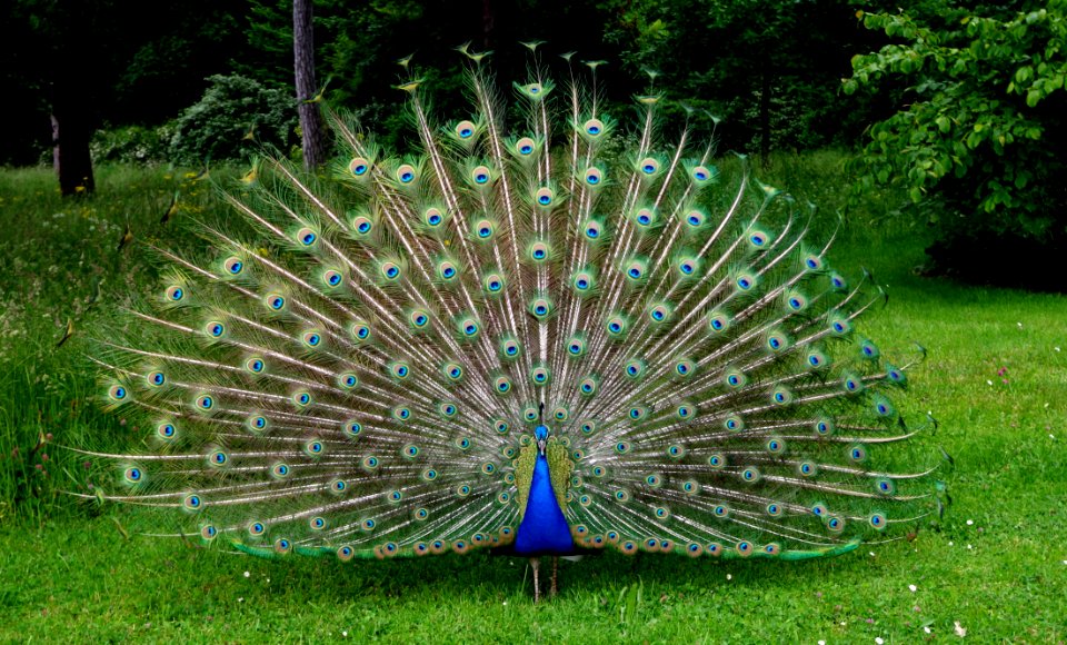 Le paon fait la roue - Jardins de Bagatelle