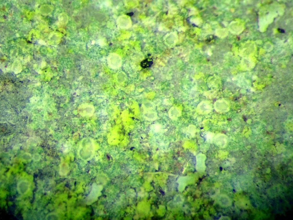 Lecania erysibe 81889977