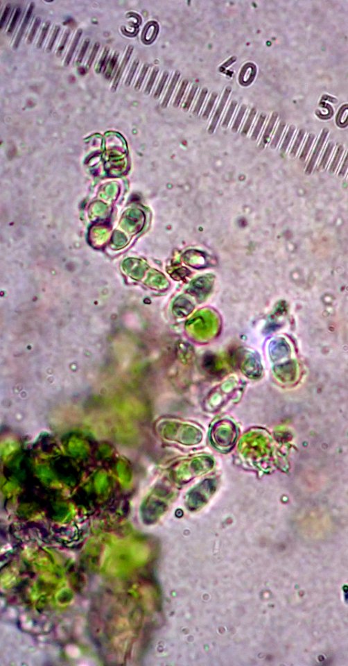 Lecania erysibe 81890102
