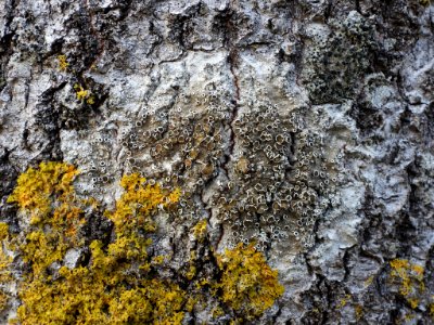Lecanora allophana 101717252