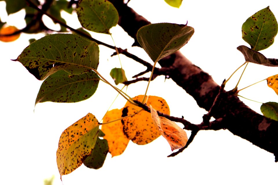 Leaf (187435109)