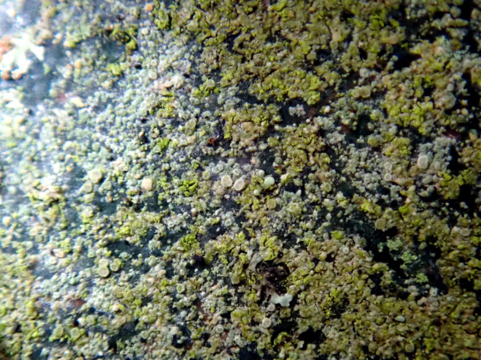 Lecania erysibe 80936687